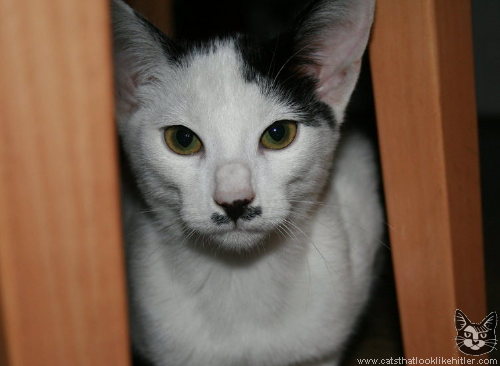 kitler2102.jpg