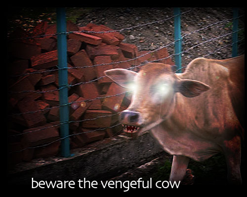 evil-cow.jpg