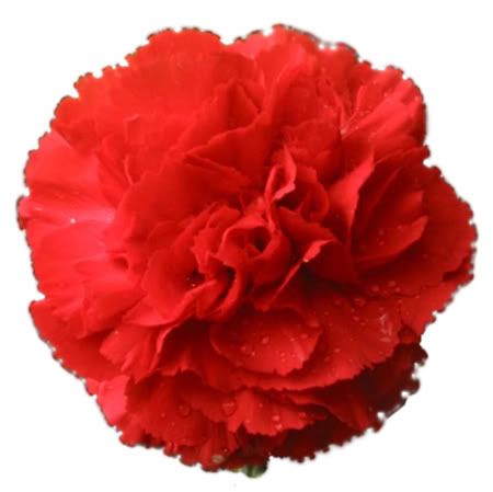 RedCarnation.jpg