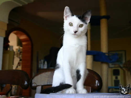 kitler1606.jpg