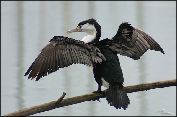 050804_pied_shag.jpg
