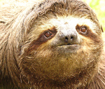 sloth2-r3-wm1.png