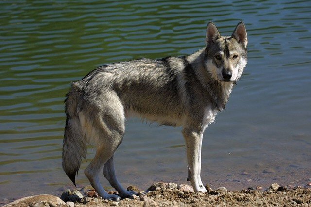 Tamaskan.jpg