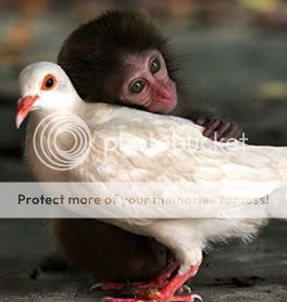 pigeon-and-monkey-2.jpg