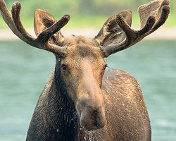 moose.png