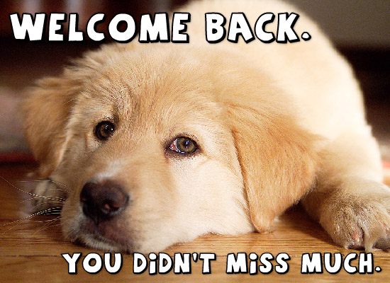 WelcomeBackPooch.jpg