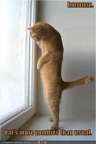 funny-pictures-cat-sees-many-zombie.jpg