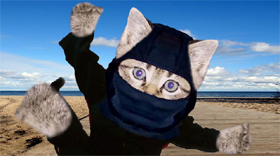 ninjakitten.jpg