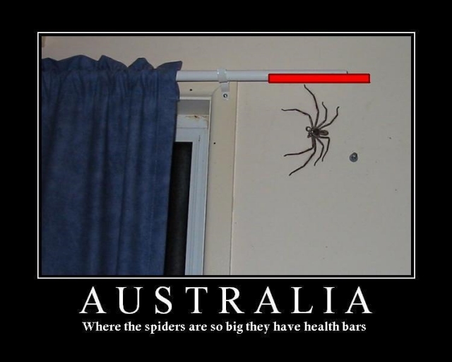 small_australian%20spiders.jpg