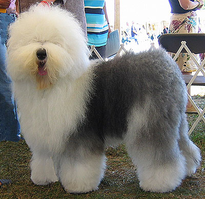 old_english_sheepdog_h03.jpg