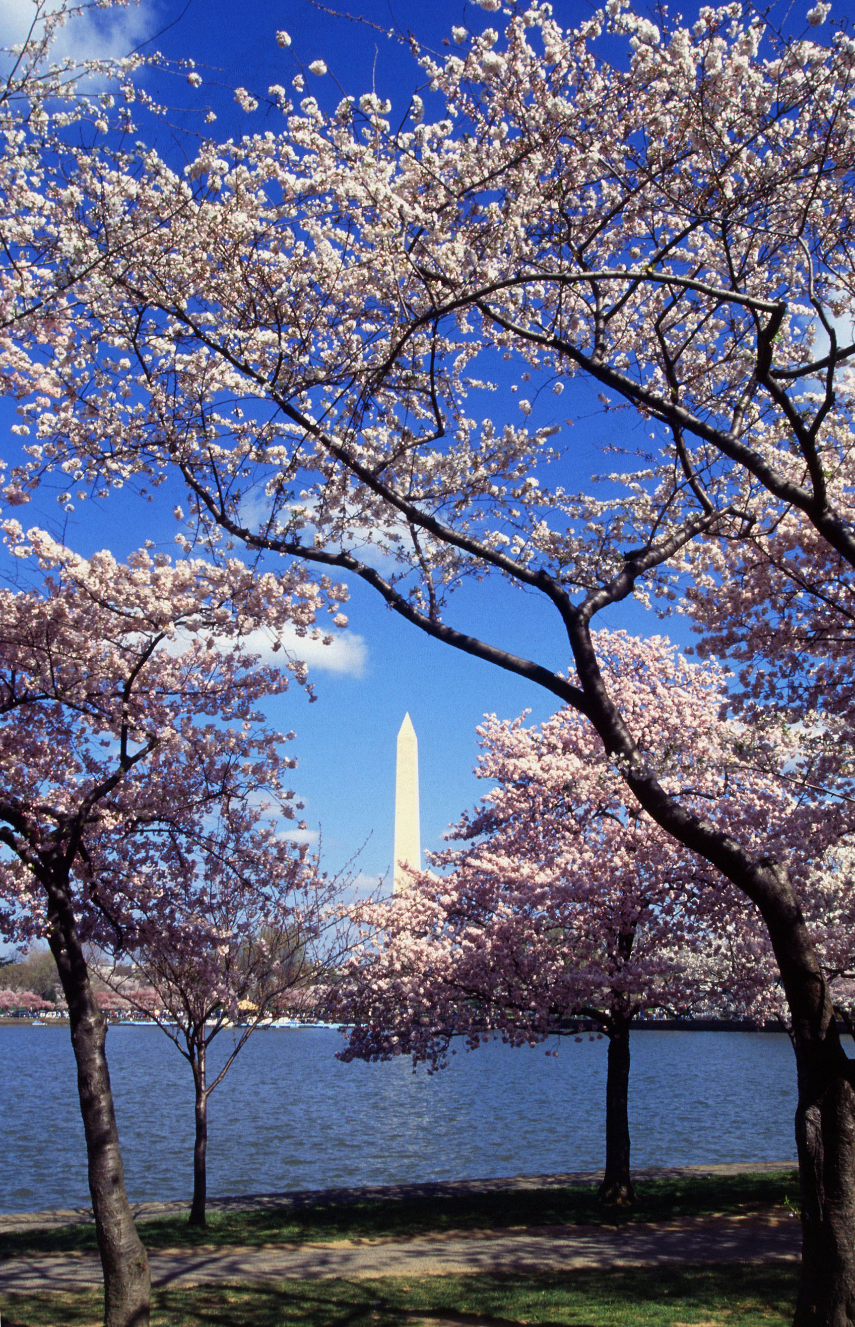 Washington_C_D.C._Tidal_Basin_cherry_trees.jpg