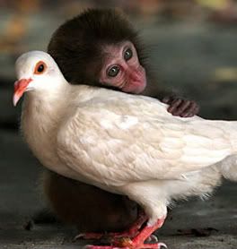 pigeon-and-monkey-2.jpg