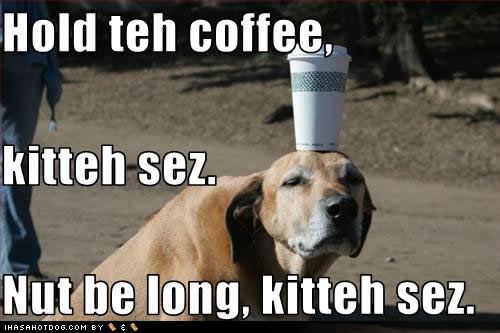 funny-dog-pictures-coffee-kitteh.jpg