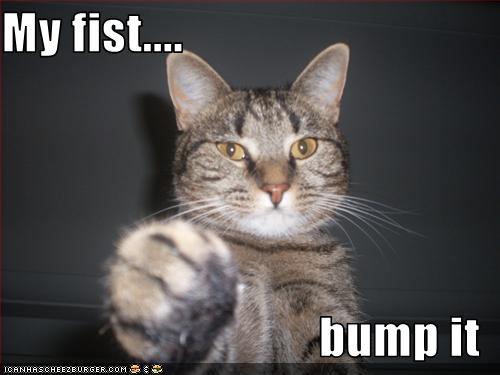 funny-pictures-cat-offers-fist.jpg