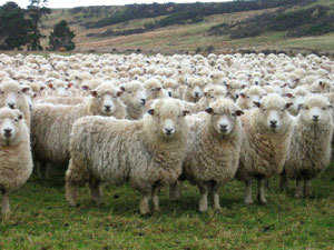sheep_herd.jpg
