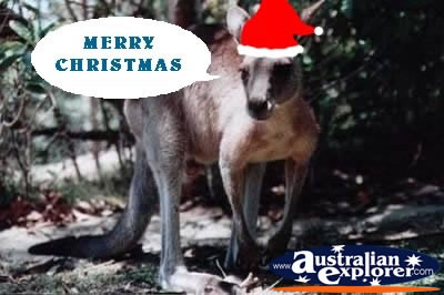 christmas_kangaroo.jpg